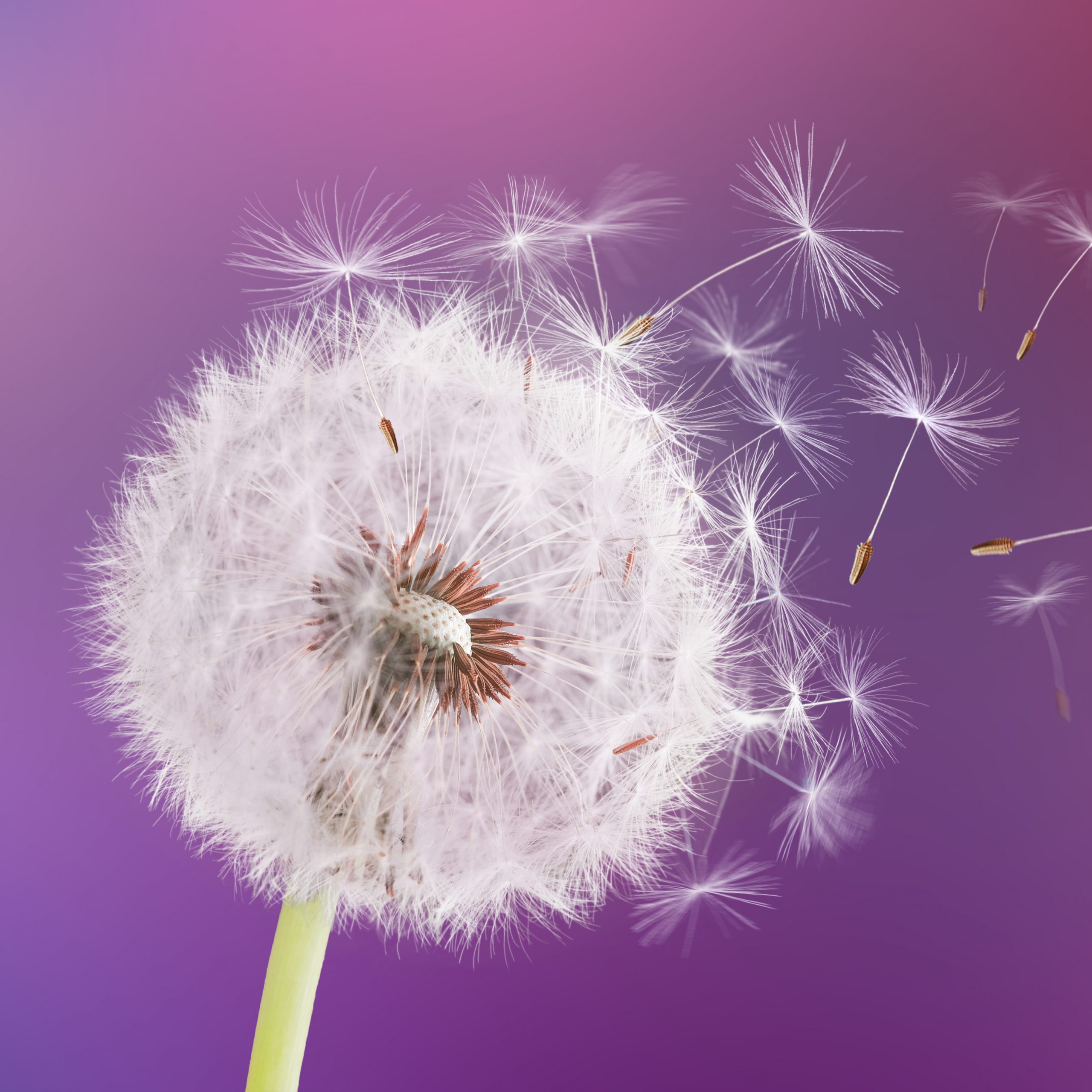 Dandelion flying on pink background