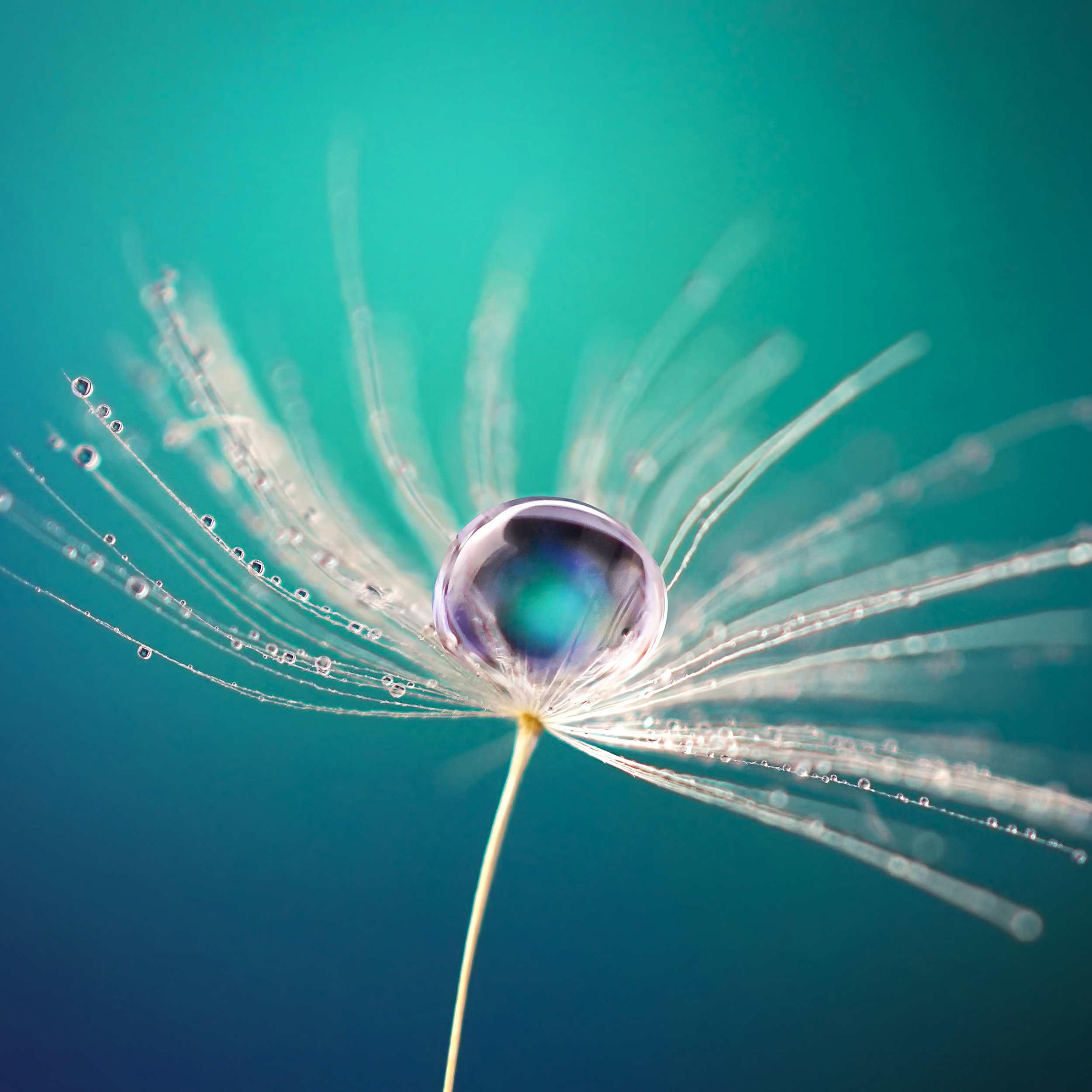 Beautiful water drop on a dandelion flower seed macro in nature.